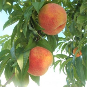 《2026年発送 先行受付》朝もぎ直送!『黄桃系』5~8玉 選び抜かれた桃【配送不可地域:離島】【1402520】