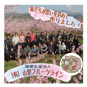 《2026年発送　先行受付》桃 『白桃系さくら』 約2kg 5～8玉 朝もぎ 直送! 選び抜かれた桃【配送不可地域：離島】【1110149】