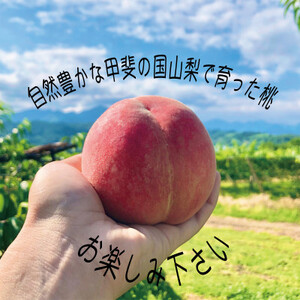 《2026年発送　先行受付》桃 『白桃系さくら』 約2kg 5～8玉 朝もぎ 直送! 選び抜かれた桃【配送不可地域：離島】【1110149】