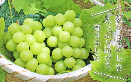 2026年発送 山梨県産 シャインマスカット 約2.5kg(4～6房) 山梨が誇る 人気果物【配送不可地域：離島・沖縄県】【1272527】