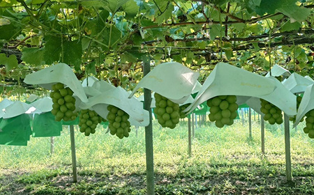 【2026年発送】シャインマスカット1房(1房600g以上)【配送不可地域:離島】【1418662】