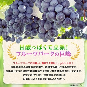 【2026年先行受付】山梨市産「巨峰(種なし)」詰め合わせ(約500g×3房)【配送不可地域：離島・沖縄県】【1117300】