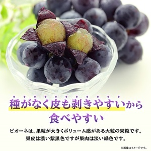 【2026年先行受付】ピオーネ 約550g×3房 山梨市産 「ピオーネ(種なし)」 詰め合わせ【配送不可地域：離島・沖縄県】【1117301】