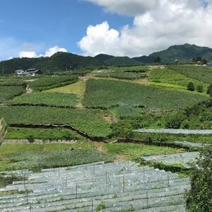 【先行受付2026年発送】精選! シャインマスカット 約2kg (3～4房)【配送不可地域：離島】【1121133】