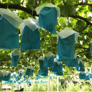 【先行受付2026年発送】精選! シャインマスカット 約2kg (3～4房)【配送不可地域：離島】【1121133】