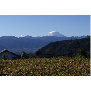 【先行受付2026年発送】精選! シャインマスカット 約2kg (3～4房)【配送不可地域：離島】【1121133】