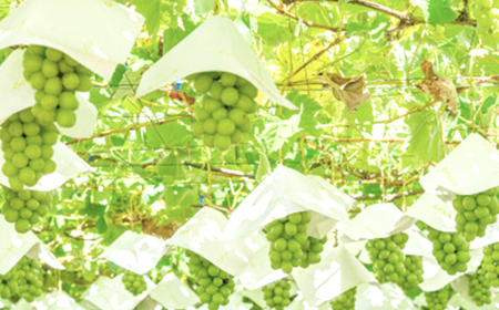 【2026年先行受付】【訳あり】山梨市産シャインマスカット1kg以上(2～3房)【配送不可地域：離島】【1427896】