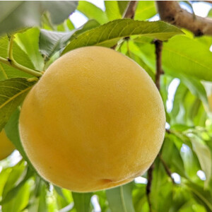 【2026年先行予約】山梨市産　白桃と黄金桃の食べ比べセット　約2kg(5～8玉)【配送不可地域：離島】【1431881】