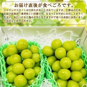 厳選 池田青果のシャインマスカット2房～3房(1.1kg) ふるさと納税【配送不可地域：離島】【1436023】