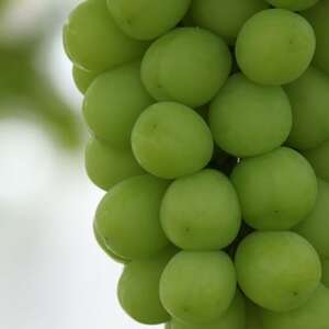 ふるさと納税 2026年先行予約 厳選 山梨県山梨市産 シャインマスカット 約1.5kg(2～3房)【配送不可地域：離島】【1284419】