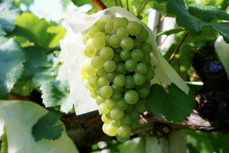 【山梨ワイン】蔵元直送「OLIFANT甲州シュール・リー750ml×2本セット」