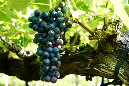 【山梨ワイン】蔵元直送「OLIFANT甲州シュール・リー750ml×2本セット」