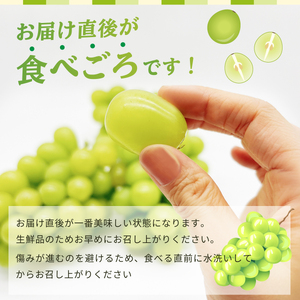 シャインマスカット|600g|2026年先行予約分