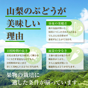 【2025年収穫分先行予約】鮮度抜群！産地直送シャインマスカット房(約600g）