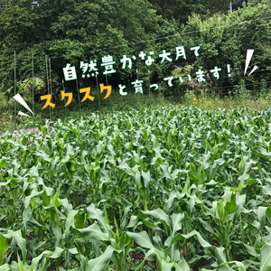 【2026年収穫分先行予約】【訳あり】富士山 恵味ゴールド｜トウモロコシ10～15本｜