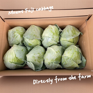 【2026年出荷分先行予約】富士山キャベツ　８玉　9kg