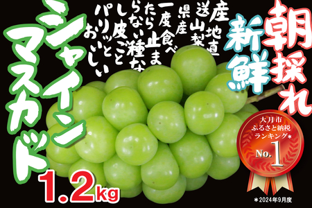 【2026年収穫分先行予約】 シャインマスカット 1.2kg \山梨県産 国産 / 特選 おすすめ 人気 予約 ギフト 産地直送 ぶどう 葡萄 果物 フルーツ くだもの シャイン マスカット お届け 贈答 新鮮 さんちゃんファーム