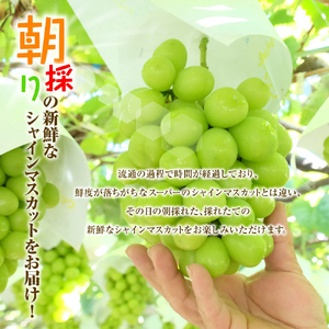【2026年収穫分先行予約】 シャインマスカット 1.2kg \山梨県産 国産 / 特選 おすすめ 人気 予約 ギフト 産地直送 ぶどう 葡萄 果物 フルーツ くだもの シャイン マスカット お届け 贈答 新鮮 さんちゃんファーム