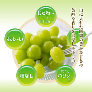 【2026年収穫分先行予約】 シャインマスカット 1.2kg \山梨県産 国産 / 特選 おすすめ 人気 予約 ギフト 産地直送 ぶどう 葡萄 果物 フルーツ くだもの シャイン マスカット お届け 贈答 新鮮 さんちゃんファーム