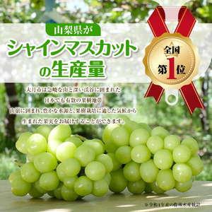 【2026年収穫分先行予約】 シャインマスカット 1.2kg \山梨県産 国産 / 特選 おすすめ 人気 予約 ギフト 産地直送 ぶどう 葡萄 果物 フルーツ くだもの シャイン マスカット お届け 贈答 新鮮 さんちゃんファーム