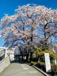 【先行予約】令和8年2月16～令和8年3月23日　脳MRI・ABI（血管年齢）1名様（日帰り）大月市立中央病院