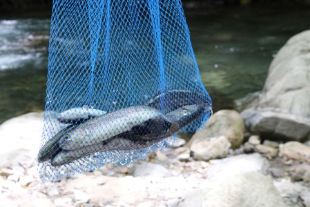 ルアー・フライフィッシング1日チケット（4名様）【023-006】｜魚 さかな つり ニジマス ヤマメ イワナ 渓流 川