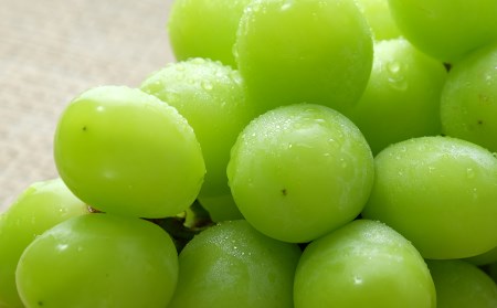 【2026年収穫分先行予約】果実の楽園まきぱらの特選シャインマスカット(種なし)約1.8kg(3房)