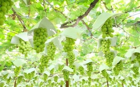 【2026年収穫分先行予約】果実の楽園まきぱらの特選シャインマスカット(種なし)約1.8kg(3房)