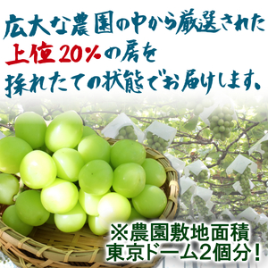 【ふるさと納税】【農林水産大臣賞受賞】山梨県産シャインマスカット　2房　1kg以上　※2024年9月から発送