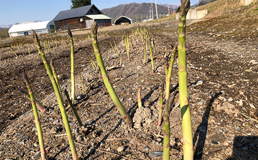 【先行受付】グリーンアスパラSMサイズ2kg(S・Mサイズ各1kg)【令和8年5月中旬~6月中旬発送】【1201603】