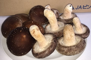 松茸 北海道 800g 特大サイズ