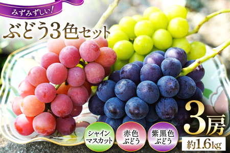 【2026年発送】先行予約 ぶどう3色セット 3房 約 1.6kg シャインマスカット 食べ比べ  季節限定  産直 [鈴木ぶどう園 山梨県 韮崎市 20742852]