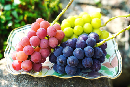 【2026年発送】先行予約 ぶどう3色セット 3房 約 1.6kg シャインマスカット 食べ比べ  季節限定  産直 [鈴木ぶどう園 山梨県 韮崎市 20742852]