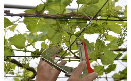 ぶどう 2026年発送 ピオーネ 1房 約 500g [20743403] ぶどう