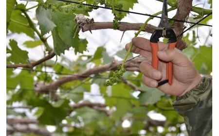 ぶどう 2026年発送 ピオーネ 1房 約 500g [20743403] ぶどう