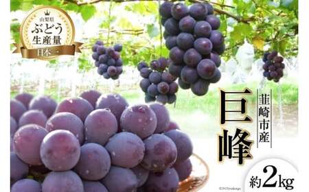 ぶどう 2026年発送 巨峰 約 2kg [20743007] ぶどう