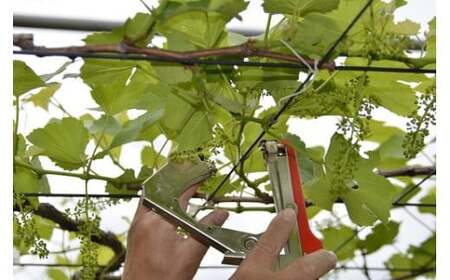 ぶどう 2026年発送 巨峰 約 2kg [20743007] ぶどう