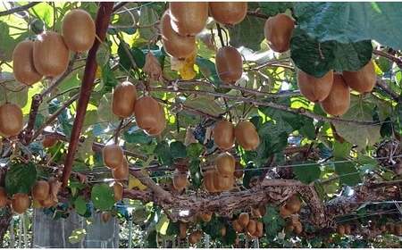 【2026年発送】 山梨県産 キウイフルーツ ヘイワード 約3.5kg [笛吹農業協同組合 山梨県 韮崎市 20742159]