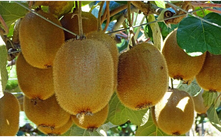 【2026年発送】 山梨県産 キウイフルーツ ヘイワード 約3.5kg [笛吹農業協同組合 山梨県 韮崎市 20742159]