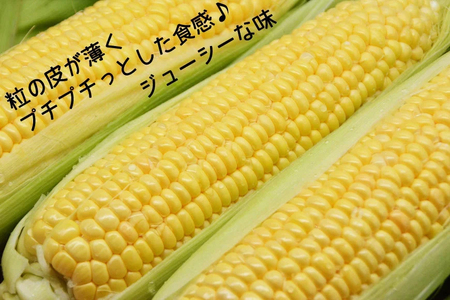 【期間限定発送】 朝採り 即出荷 甘くてプチプチ ゴールドラッシュ 6本 [しゃんと畑 山梨県 韮崎市 20745240] 野菜 とうもろこし トウモロコシ