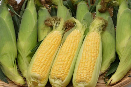 【期間限定発送】 朝採り 即出荷 甘くてプチプチ ゴールドラッシュ 6本 [しゃんと畑 山梨県 韮崎市 20745240] 野菜 とうもろこし トウモロコシ