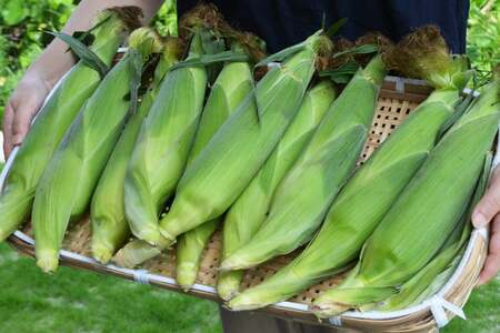 【期間限定発送】 朝採り 即出荷 甘くてプチプチ ゴールドラッシュ 6本 [しゃんと畑 山梨県 韮崎市 20745240] 野菜 とうもろこし トウモロコシ