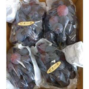 【2026年発送】 ぶどう 先行受付 ピオーネ 大粒 種無し 約 2kg  産地直送 冷蔵  [フルーツランド平賀 山梨県 韮崎市 20742837]