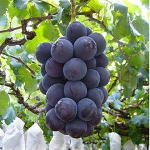 【2026年発送】 ぶどう 先行受付 ピオーネ 大粒 種無し 約 2kg  産地直送 冷蔵  [フルーツランド平賀 山梨県 韮崎市 20742837]