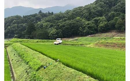 米 10回 定期便 つぶら野米 コシヒカリ 白米 10kg×10回 総計100kg [つぶら野米 山梨県 韮崎市 20741920]こめ コメ お米 精米 こしひかり