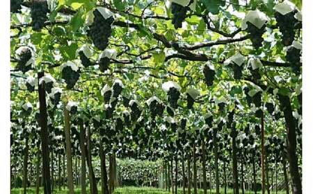 韮崎ブドウジュース 720ml 2本 [Creation farm 山梨県 韮崎市 20743407]