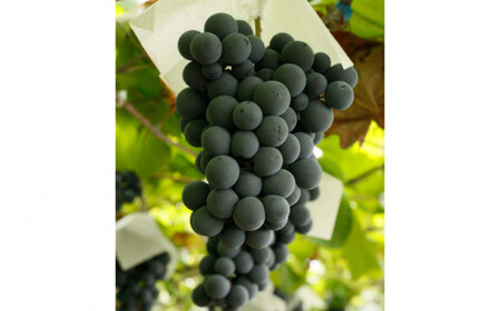 赤ワイン フルボディ 穂坂マスカット・ベーリーA 750ml 1本 栽培責任者 猪股宣夫 [シャトー・メルシャン 勝沼ワイナリー 山梨県 韮崎市 20743132] 