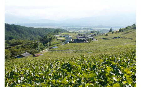 赤ワイン フルボディ 穂坂マスカット・ベーリーA 750ml 1本 栽培責任者 猪股宣夫 [シャトー・メルシャン 勝沼ワイナリー 山梨県 韮崎市 20743132] 