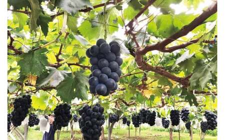 無添加 巨峰 100％ ストレート ジュース 720ml×2本 [近藤農園 山梨県 韮崎市 20743097]