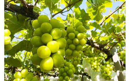 【2026年発送】シャインマスカット 予約 約 2kg  NS-1001 韮崎翠緑セレクト[韮崎翠緑 山梨県 韮崎市 20742826]